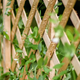 Image for article titled A DIY Garden Trellis Is the Perfect Spring Project